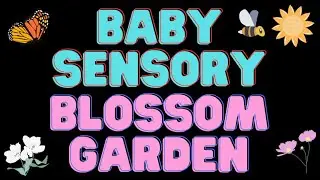 Baby Sensory High Contrast Blossom Garden: Exploring Blooms & Bugs | Calming Lofi for Learning