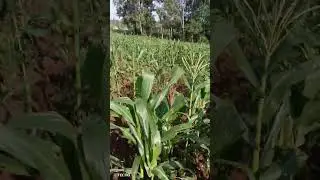 #farmlife #lifeisbutadream #villagelifestyle 