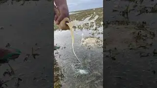 Sea Cucumber Squeezing Hack | Ocean Secret for Seafood Chefs & Foragers 🐙💧