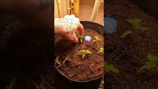 🍅 From tomato heaven to hell: 🌶 I'm going to grow Superhots!