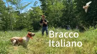 Bracco Italiano!