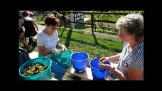 Weinlese des Siegerl&auml;nder Weinkonvents 2019