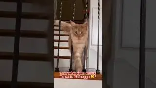 Kucing suka bermain di tangga😺 #kucing #kucinglucu #kucingkocak