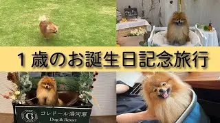 【後編】1歳のお誕生日に、初めてお泊まりしたよ【コレドール湯河原】【ポメラニアン】
