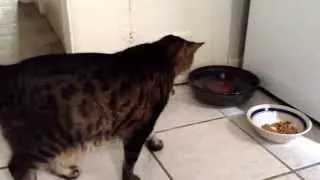 Marley and Boris react to their new fountain