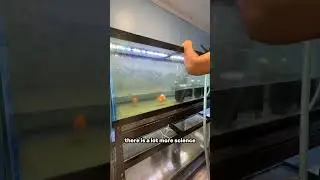 Are goldfish good beginner pets?