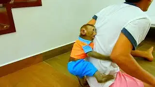 Wow monkey Polee brave to play f-ting with dad so brave.