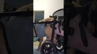 2 Weeks Post-Surgery: Watch My Service Dog Fight to Walk Again  | Recovery Tips + Real Progress #dog