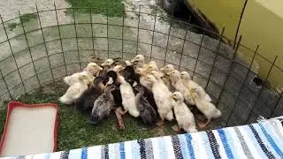 boboci rață rom&acirc;nească