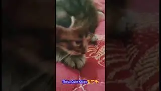 Theo,,🐈cute kitten🥰😍#shorts #cutekitten #kitten