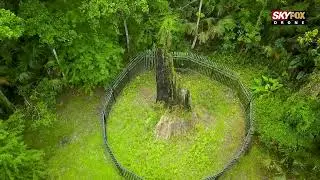 Incredible drone footage of Big Tree Park
