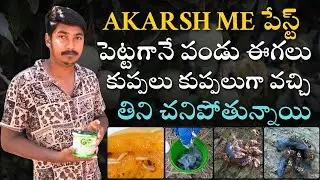 AKARSH ME పేస్ట్ పెట్టగానే పండు ఈగలు కుప్పలు కుప్పలుగా వచ్చి తిని చనిపోతున్నాయి #akarshme #fruitfly