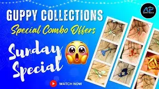 Imported Guppy Fish Collections & Combo Offers | #fishcare #fish #guppyfish #guppyfishbreeding