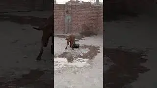 Nancy apbt playing #aggressive #dangerous #dogs #worldwide #pitbull #pets #world #build #muscular