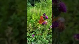 Simple Beauty: Orange Butterfly on Purple Flowers 🌺🦋 #Shorts