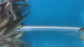 Native Minnows - Phoxinus phoxinus - MF Aquatics
