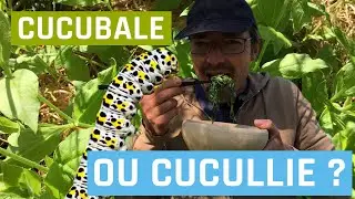 Cucubale ou Cucullie ? (en jardin-for&ecirc;t)