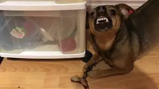 Taking a bone from a dog 3