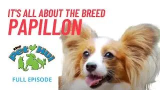 The Pet Hui February 3, 2019 Full Episode