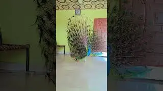 #beautiful #birds #video