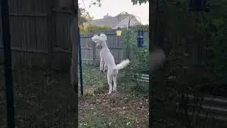 Chicken 🐔 on my territory thinking dogs.Can This Dog Really Jump That High?