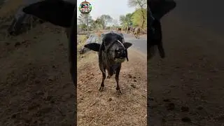 Buffalo Sound🐃#buffalosound #animalvoice #cowsoundshorts #shortvideosusa #calfsound #wildlifesound