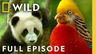 Giant Pandas & Wildlife of China (Full Episode) | Hidden Kingdoms of China | Nat Geo Animals