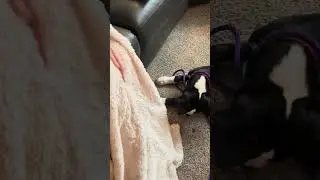 13-week-old boxer puppy training fail