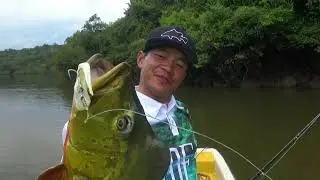 Monster Peacock Bass on big fluke with Gong Lei