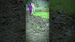 Traditional Oxen Plowing in Action! | #OxPlowing #TraditionalFarming #SustainableAgriculture