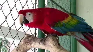 Casamentero de aves en extinci&oacute;n
