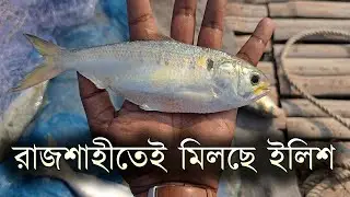 রাজশাহীতেই মিলছে ইলিশ | পদ্মার তাজা ইলিশ ধরা | Explore With Bfine