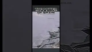 Even a bird can throw a grain to trap it 🤯 #cleaver #crow #trap #viral #trending #video #shorts