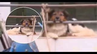 Neighbors report animal abuse