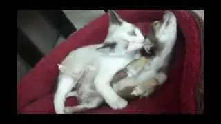 Kitten Loves Puppy