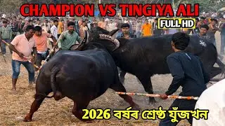CHAMPION VS TINGIYA ALI || ২০২৬ বৰ্ষৰ শ্ৰেষ্ঠ যুঁজখন || ভয়ংকৰ এখন যুঁজ তিঙীয়া আলী বিজেতা 