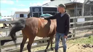 Animals in need horses