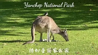 Yanchep National Park, Amazing Wildlife in Western Australia!