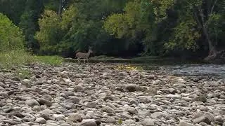 Out and About river clean up - buck crossing!