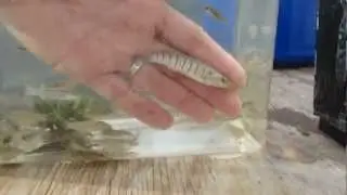 Collecting killies in Tampa Bay, Florida