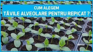Cum Alegem Tăvile și Alveolele pentru Repicarea Răsadurilor de Legume? | Marcoser