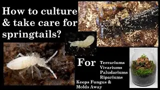 How to make a springtail culture with care, in 3 minutes.