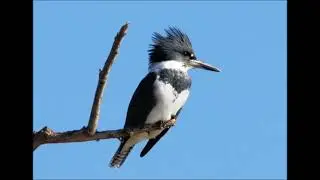 Belted Kingfisher - Sound, Call, Song, Voice, And Other Noises Made By The Bird