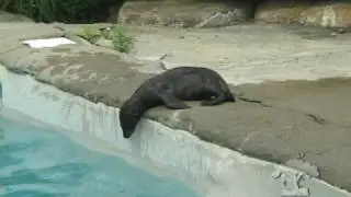 Baby Sea Lion Swim Lesson