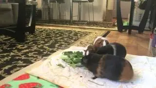 Dinner time in the Lava Empire