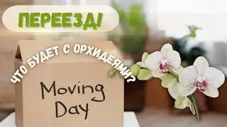 Переезд без стресса? Как помочь орхидеям