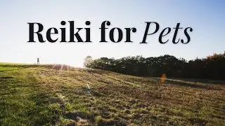 10-Minute Reiki for Pets | Gentle Energy Healing for Dogs & Cats