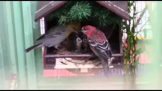 Ciuffolotti delle Pinete  -  Allevamento Ornitalia