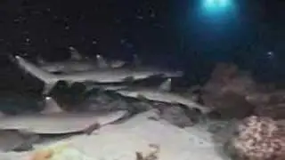 Whitetip Reef Sharks