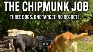 The Great Chipmunk Heist: Labrador Edition #subscribe #kearneyslabradors #petchannel #labradorlife